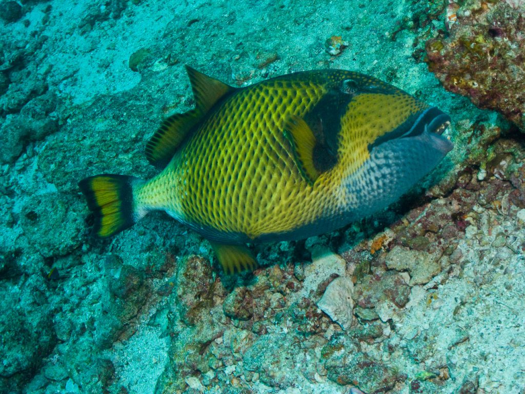 Parrot Fish
