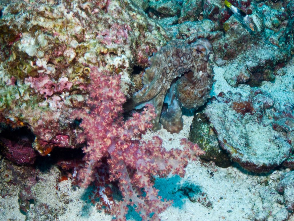 West of Six Octopus