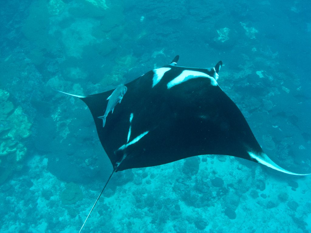 Giant Manta Ray