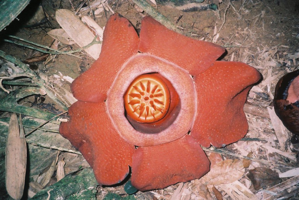 Rafflesia in Khao Sok National Park