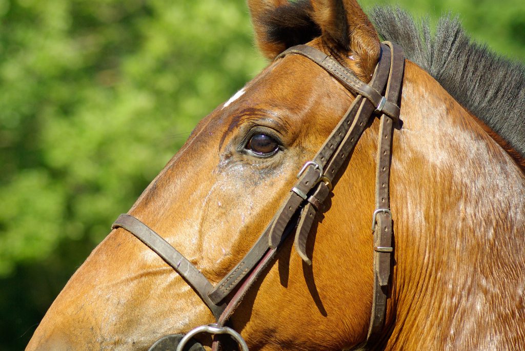 Horse Bang Tao