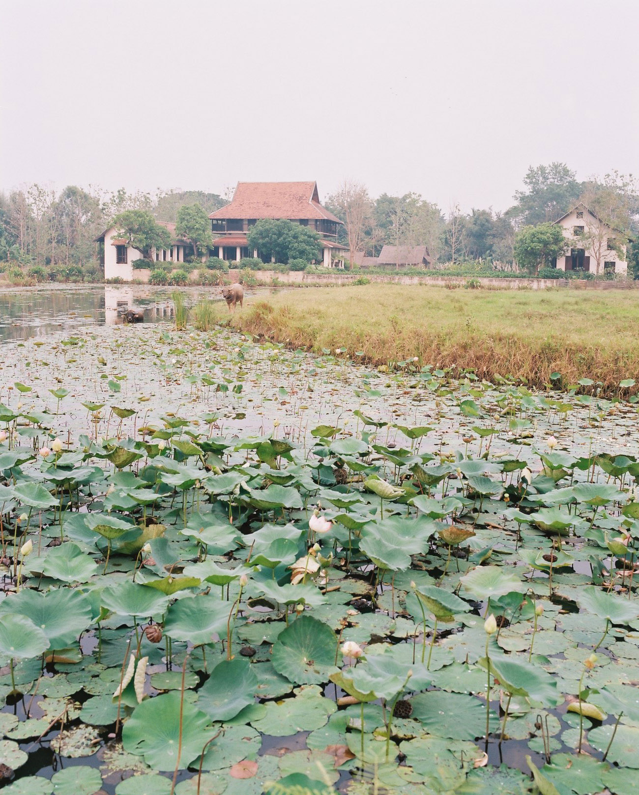 Mae Rim flora